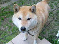 /album/%e3%83%95%e3%82%a9%e3%83%88%e3%82%ae%e3%83%a3%e3%83%a9%e3%83%aa%e3%83%bc/p1040526-jpg/