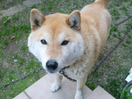 柴犬「レン」５歳