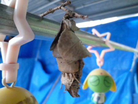 みの虫見つけた！