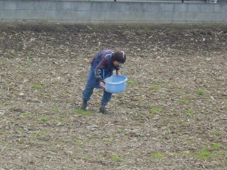 酸性の畑に石灰まいてアルカリ性に、、、、