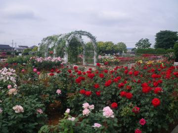 伊奈町のバラ園