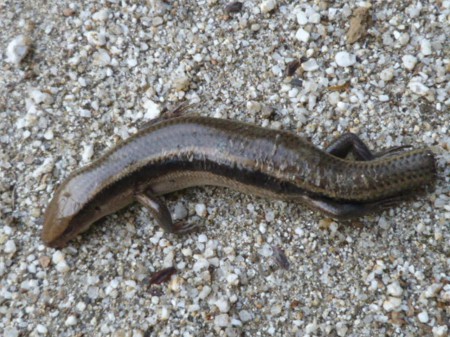 シッポを切断して逃げるトカゲ