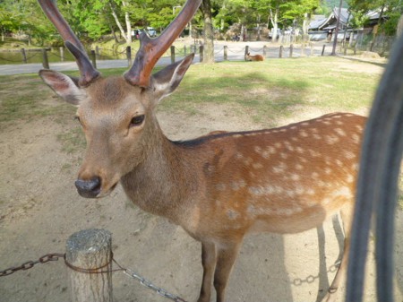 奈良シカ
